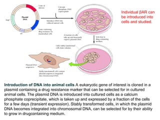 Advanced Molecular Techniques for Gene Structure and Function Analysis ...