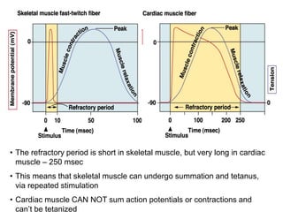 • The refractory period is short in skeletal muscle, but very long in cardiac
muscle – 250 msec
• This means that skeletal muscle can undergo summation and tetanus,
via repeated stimulation
• Cardiac muscle CAN NOT sum action potentials or contractions and
can’t be tetanized
 