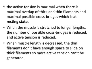 • the active tension is maximal when there is
maximal overlap of thick and thin filaments and
maximal possible cross-bridges which is at
resting state.
• When the muscle is stretched to longer lengths,
the number of possible cross-bridges is reduced,
and active tension is reduced.
• When muscle length is decreased, the thin
filaments don’t have enough space to slide on
thick filaments so more active tension can’t be
generated.
 