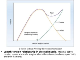 • Length-tension relationship in skeletal muscle. Maximal active
tension occurs at muscle lengths where there is maximal overlap of thick
and thin filaments.
 