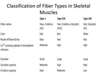 Classification of Fiber Types in Skeletal
Muscles
 