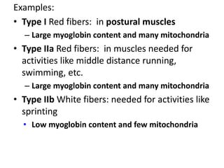Examples:
• Type I Red fibers: in postural muscles
– Large myoglobin content and many mitochondria
• Type IIa Red fibers: in muscles needed for
activities like middle distance running,
swimming, etc.
– Large myoglobin content and many mitochondria
• Type IIb White fibers: needed for activities like
sprinting
• Low myoglobin content and few mitochondria
 
