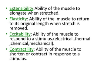 • Extensibility:Ability of the muscle to
elongate when stretched.
• Elasticity: Ability of the muscle to return
to its original length when stretch is
removed.
• Excitability: Ability of the muscle to
respond to a stimulus.(electrical ,thermal
,chemical,mechanical).
• Contractility: Ability of the muscle to
shorten or contract in response to a
stimulus.
 
