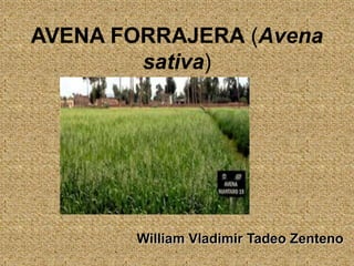 AVENA FORRAJERA (Avena
sativa)
William Vladimir Tadeo Zenteno
 
