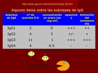 Subclase
de IgG
nº de
puentes S-S
concentración
en suero (en
mg/ml)
opsonina
s
Activación
del
compleme
nto
IgG1 2 9 +++ ++
IgG2 4 3 +/- +
IgG3 11 1 +++ +++
IgG4 4 0.5 - -
http://www.ugr.es/~eianez/inmuno/cap_05.htm
Algunos datos sobre las subclases de IgG
 