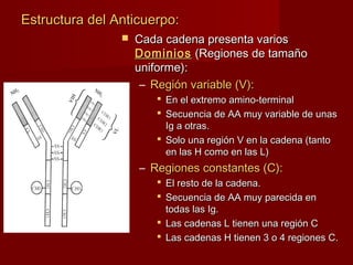 Estructura del Anticuerpo:Estructura del Anticuerpo:
 Cada cadena presenta variosCada cadena presenta varios
DominiosDominios (Regiones de tamaño(Regiones de tamaño
uniforme):uniforme):
– Región variable (V):Región variable (V):
 En el extremo amino-terminalEn el extremo amino-terminal
 Secuencia de AA muy variable de unasSecuencia de AA muy variable de unas
Ig a otras.Ig a otras.
 Solo una región V en la cadena (tantoSolo una región V en la cadena (tanto
en las H como en las L)en las H como en las L)
– Regiones constantes (C):Regiones constantes (C):
 El resto de la cadena.El resto de la cadena.
 Secuencia de AA muy parecida enSecuencia de AA muy parecida en
todas las Ig.todas las Ig.
 Las cadenas L tienen una región CLas cadenas L tienen una región C
 Las cadenas H tienen 3 o 4 regiones C.Las cadenas H tienen 3 o 4 regiones C.
 