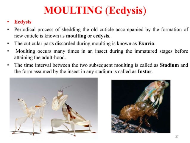 Insect body wall its structure, function and Molting | PPTX