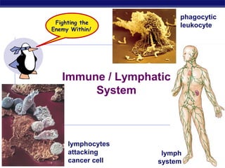 phagocytic
              Fighting the
                                     leukocyte
             Enemy Within!




                Immune / Lymphatic
                     System



                  lymphocytes
                  attacking      lymph
AP Biology        cancer cell   system   2007-2008
 