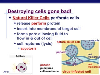 Destroying cells gone bad!
    Natural Killer Cells perforate cells
         release perforin protein
         insert into membrane of target cell

         forms pore allowing fluid to

          flow in & out of cell                              vesicle
         cell ruptures (lysis)
                                natural killer cell

              apoptosis
                                      perforin
                                                            cell
                                                            membrane


                           perforin                         cell
                                                            membrane
                           punctures
AP Biology                 cell membrane   virus-infected cell
 