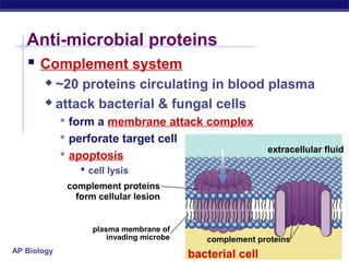 Anti-microbial proteins
    Complement system
        ~20 proteins circulating in blood plasma
        attack bacterial & fungal cells

              form a membrane attack complex
              perforate target cell
                                                            extracellular fluid
              apoptosis
                  cell lysis
              complement proteins
                form cellular lesion


                    plasma membrane of
                        invading microbe      complement proteins
AP Biology
                                           bacterial cell
 