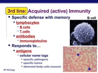 3rd line: Acquired (active) Immunity
    Specific defense with memory     B cell
            lymphocytes
              B cells
              T cells
            antibodies
              immunoglobulins
     Responds to…
            antigens
              cellular name tags
                 specific pathogens
                 specific toxins
                 abnormal body cells (cancer)
AP Biology
 