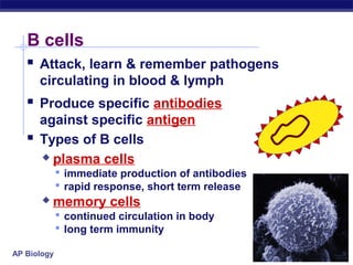 B cells
    Attack, learn & remember pathogens
       circulating in blood & lymph
    Produce specific antibodies
       against specific antigen
      Types of B cells
        plasma cells
              immediate production of antibodies
              rapid response, short term release
          memory cells
              continued circulation in body
              long term immunity

AP Biology
 