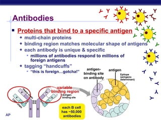 Y            YY
                                                           Y                  YY          Y




                                                                YY
                                                                     YY




                                                                                      Y
                                                                           YY
   Antibodies




                                                           Y




                                                                                  YY
                                                                                        Y
                                                               Y
                                                                 Y




                                                                          Y
                                                                              Y
                                                                                   YY
      Proteins that bind to a specific antigen




                                                                            Y
                                                                           YY
                                                                          Y




                                                                                       YY
           multi-chain proteins




                                                                          Y
                                                                                  Y
          binding region matches molecular shape of antigens Y
          each antibody is unique & specific                YY




                                                                                 YY
              millions of antibodies respond to millions of




                                                                                          YY
               foreign antigens




                                                                                Y
                                                                                      Y
          tagging “handcuffs”
                                              antigen-     antigen




                                                                                  Y
              “this is foreign…gotcha!”
                                            binding site                                  Y
                                            on antibody




                                                                                      Y
                                                                                          Y
                            variable                                                      Y
                         binding region




                                                                                      Y
                              each B cell
                              has ~50,000
AP Biology                     antibodies
 