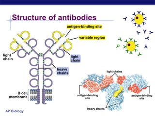 YY
    Structure of antibodies




                                                                                                                                         YY
                                                                                                                                          Y

                                                                                                                                                  YY
                                                                                                                                        Y
                                                                                                                                              Y
                                                                                              antigen-binding site
                                                                                                                                                   Y




                                                                                                                                              Y

                                                                                                                                                       Y
                s                                                                 s                  variable region




                                                                                                                                                   Y
                    s                                                         s
                                                                                                                                         YY




                                                                                                                                  Y
        s                                                                                 s
                                                                                                                               Y




                                                                                                                                YY
            s                                                                         s                                                            Y




                                                                                                                                             YY
                                s                                 s
                                    s                         s




                                                                                                                               Y
                        s                                                 s                                                              Y
                            s           s                 s           s

light
                                s
                                                s s
                                                s s
                                                              s
                                                                                                                                              Y
                                                                                                light
chain                                       s         s                                         chain
                                            s         s


                                                                          heavy
                                            s         s                                                                  light chains
                                            s         s                   chains

                                            s         s
                                            s         s




      B cell
                                                                                                   antigen-binding                       antigen-binding
   membrane                                                                                              site                                  site


                                                                                                          heavy chains
 AP Biology
 