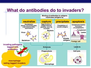 What do antibodies do to invaders?

                     neutralize   capture   precipitate   apoptosis




invading pathogens   Y
    tagged withY
     antibodies
                         Y
             Y

                   Y




                Y
     macrophage
eating tagged invaders
AP Biology
 