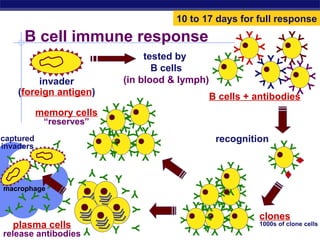 10 to 17 days for full response

      B cell immune response                                             YY              YY




                                                                   YY



                                                                                   YY
                                                                             YY


                                                                                             YY
                                         tested by             YY




                                                                  Y



                                                                                  Y
                                                                                YY
                                                                         Y               Y
                                                                                             YY




                                                           YY
                                           B cells




                                                                             YY
                                                                   YY


                                                                                    YY
                                                                                      YY
                                                                                                 YY
                                                          Y
          invader                   (in blood & lymph)




                                                                            Y
                                                               Y                Y




                                                                                     Y
                                                                                             Y
     (foreign antigen)                                    B cells + antibodies
                                        YY
                               YY
                               Y
           memory cells


                                            YY
                             Y

                      Y Y YY
            “reserves”             YY
                      Y Y YY
                                        Y
                           YY YY         YY
                               Y
captured                                                      recognition
                      YY




                                                                                     YY
                               YY
                                    YY

                                             YY
               Y
invaders
                     Y
                     Y
                     Y




                                                                                Y Y
                           Y    Y        Y




                                                                                         YY
 Y




                                                                                Y
         Y Y           Y                                        YY                   Y
        Y




                                                        YYYY
                                Y
                           Y




                                                                    YY YY
          Y  Y                                           YY     YY
                   Y
     Y




                                                   YY Y Y
macrophage                                                      Y
      Y                                                   Y
                                   Y




                                     Y
               Y




                                                             YY
  Y Y Y                                            Y Y YY
               Y
    Y

           Y




                                                     YY YY          YY
                                                         Y      Y
               Y




                                     Y



                                                   YY

                                                                              clones
Y




                                                         YY
                                                              YY

                                                                        YY
    plasma cells                                                              1000s of clone cells
                                                  Y
                                                  Y
                               Y                  Y
                                     Y




  AP Biology
                     Y                               Y    Y         Y
release antibodies
 