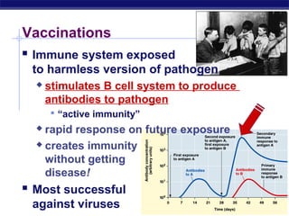 Vaccinations
    Immune system exposed
      to harmless version of pathogen
            stimulates B cell system to produce
             antibodies to pathogen
              “active immunity”
        rapid response on future exposure
        creates immunity

         without getting
         disease!
    Most successful
      against viruses
AP Biology
 