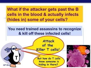 What if the attacker gets past the B
   cells in the blood & actually infects
   (hides in) some of your cells?

    You need trained assassins to recognize
         & kill off these infected cells!

                        Attack
                       of the
                   Killer T cells!

             T     But how do T cells
                    know someone is
AP Biology          hiding in there?    2007-2008
 