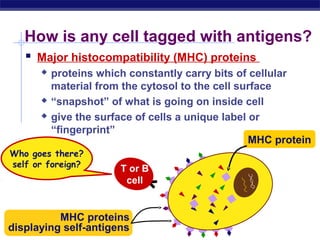 How is any cell tagged with antigens?
    Major histocompatibility (MHC) proteins
         proteins which constantly carry bits of cellular
          material from the cytosol to the cell surface
         “snapshot” of what is going on inside cell
         give the surface of cells a unique label or
          “fingerprint”
                                                   MHC protein
Who goes there?
self or foreign?
                       T or B
                        cell


           MHC proteins
displaying self-antigens
AP Biology
 