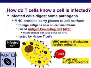 How do T cells know a cell is infected?
     Infected cells digest some pathogens
             MHC proteins carry pieces to cell surface
                foreign antigens now on cell membrane
                called Antigen Presenting Cell (APC)
                    macrophages can also serve as APC
                tested by Helper T cells

    infected                          MHC proteins displaying
       cell                           foreign antigens


                                         TH cell
WANTED
                                               T cell with
                                               antigen receptors
 AP Biology
 
