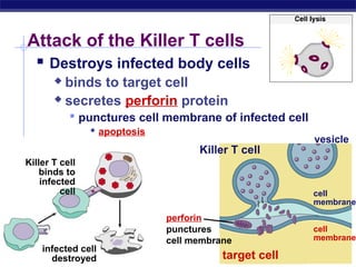 Attack of the Killer T cells
     Destroys infected body cells
          binds to target cell
          secretes perforin protein

              punctures cell membrane of infected cell
                  apoptosis
                                                          vesicle
                                   Killer T cell
  Killer T cell
      binds to
      infected
           cell                                           cell
                                                          membrane
                             perforin
                             punctures                    cell
                             cell membrane                membrane
      infected cell
AP Biology
         destroyed                      target cell
 