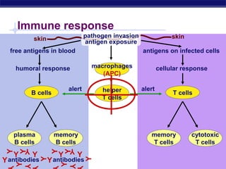 Immune response
             skin                    pathogen invasion                skin
                                     antigen exposure
  free antigens in blood                                 antigens on infected cells

     humoral response                  macrophages               cellular response
                                          (APC)

                             alert        helper         alert
             B cells                                                  T cells
                                          T cells




   plasma              memory                               memory           cytotoxic
   B cells             B cells                              T cells           T cells
         Y                   Y
 Y
       Y



                     Y
                            Y




   Y         Y          Y        Y
Y antibodies        Y antibodies
                 Y




                                     Y




  AP Biology
     Y




                         Y
         Y




                             Y
 Y


         Y

                       Y


                             Y
 