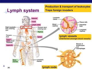 Production & transport of leukocytes
   Lymph system     Traps foreign invaders




                               lymph vessels
                               (intertwined amongst blood vessels)




AP Biology
                  lymph node
 