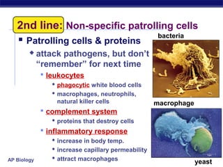 2nd line: Non-specific patrolling cells
                                 bacteria
    Patrolling cells & proteins
            attack pathogens, but don’t
             “remember” for next time
               leukocytes
                   phagocytic white blood cells
                   macrophages, neutrophils,
                   natural killer cells               macrophage
               complement system
                   proteins that destroy cells
               inflammatory response
                   increase in body temp.
                   increase capillary permeability
AP Biology         attract macrophages
                                                                   yeast
 
