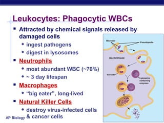 Leukocytes: Phagocytic WBCs
    Attracted by chemical signals released by
     damaged cells
         ingest pathogens
         digest in lysosomes
    Neutrophils
         most abundant WBC (~70%)
         ~ 3 day lifespan
    Macrophages
         “big eater”, long-lived
    Natural Killer Cells
          destroy virus-infected cells
AP Biology & cancer cells
 