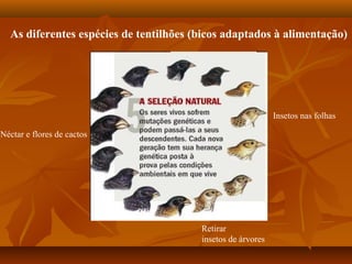 As diferentes espécies de tentilhões (bicos adaptados à alimentação)
Néctar e flores de cactos
Retirar
insetos de árvores
Insetos nas folhas
 