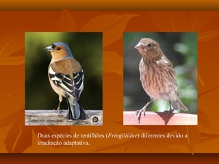 Duas espécies de tentilhões (Fringillidae) diferentes devido a
irradiação adaptativa.
 