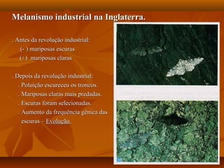 Melanismo industrial na Inglaterra.Melanismo industrial na Inglaterra.
. Antes da revolução industrial:. Antes da revolução industrial:
(- ) mariposas escuras(- ) mariposas escuras
(+) mariposas claras(+) mariposas claras
. Depois da revolução industrial:. Depois da revolução industrial:
. Poluição escureceu os troncos.. Poluição escureceu os troncos.
. Mariposas claras mais predadas.. Mariposas claras mais predadas.
. Escuras foram selecionadas.. Escuras foram selecionadas.
. Aumento da frequência gênica das. Aumento da frequência gênica das
escuras –escuras – Evolução.Evolução.
 