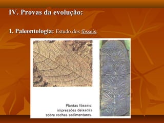 IV. Provas da evolução:IV. Provas da evolução:
1. Paleontologia:1. Paleontologia: Estudo dosEstudo dos fósseisfósseis..
 