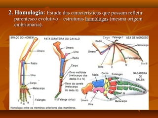 2. Homologia:2. Homologia: Estudo das características que possam refletirEstudo das características que possam refletir
parentesco evolutivo – estruturasparentesco evolutivo – estruturas homólogashomólogas (mesma origem(mesma origem
embrionária).embrionária).
 