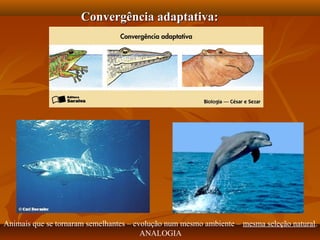 Convergência adaptativa:Convergência adaptativa:
Animais que se tornaram semelhantes – evolução num mesmo ambiente – mesma seleção natural.
ANALOGIA
 