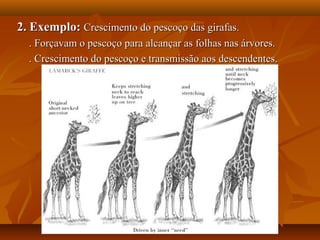 2. Exemplo:2. Exemplo: Crescimento do pescoço das girafas.Crescimento do pescoço das girafas.
. Forçavam o pescoço para alcançar as folhas nas árvores.. Forçavam o pescoço para alcançar as folhas nas árvores.
. Crescimento do pescoço e transmissão aos descendentes.. Crescimento do pescoço e transmissão aos descendentes.
 