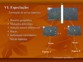 VI. Especiação:VI. Especiação:
. Formação de novas espécies:. Formação de novas espécies:
1. Barreira geográfica.1. Barreira geográfica.
2. Mutações diferentes.2. Mutações diferentes.
3. Seleção natural diferencial.3. Seleção natural diferencial.
4. Raças.4. Raças.
5. Isolamento reprodutivo:5. Isolamento reprodutivo:
NovasNovas espéciesespécies..
1
2 2
3
3
RaçasRaças
Espécie A Espécie B
Isolamento reprodutivo
 