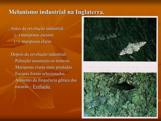 Melanismo industrial na Inglaterra.
. Antes da revolução industrial:
(- ) mariposas escuras
(+) mariposas claras
. Depois da revolução industrial:
. Poluição escureceu os troncos.
. Mariposas claras mais predadas.
. Escuras foram selecionadas.
. Aumento da frequência gênica das
escuras – Evolução.
 