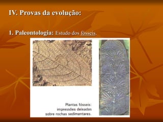IV. Provas da evolução:
1. Paleontologia: Estudo dos fósseis.
 