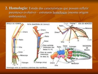 2. Homologia: Estudo das características que possam refletir
parentesco evolutivo – estruturas homólogas (mesma origem
embrionária).
 