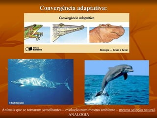 Convergência adaptativa:
Animais que se tornaram semelhantes – evolução num mesmo ambiente – mesma seleção natural.
ANALOGIA
 