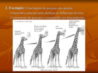 2. Exemplo: Crescimento do pescoço das girafas.
. Forçavam o pescoço para alcançar as folhas nas árvores.
. Crescimento do pescoço e transmissão aos descendentes.
 