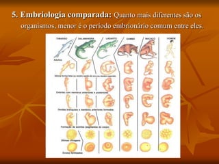 5. Embriologia comparada: Quanto mais diferentes são os
organismos, menor é o período embrionário comum entre eles.
 