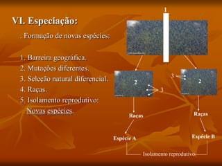 VI. Especiação:
. Formação de novas espécies:
1. Barreira geográfica.
2. Mutações diferentes.
3. Seleção natural diferencial.
4. Raças.
5. Isolamento reprodutivo:
Novas espécies.
1
2 2
3
3
Raças
Raças
Espécie A Espécie B
Isolamento reprodutivo
 