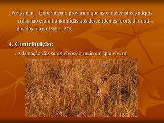 . Weissman – Experimento provando que as características adqui-
ridas não eram transmitidas aos descendentes (corte das cau –
das dos ratos) 1868 a 1876.
4. Contribuição:
. Adaptação dos seres vivos ao meio em que vivem.
 