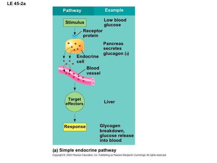 Glucose Homeostasis In The Human Body Adapted From 9
