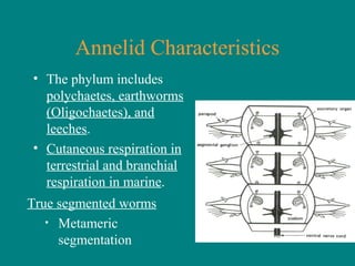 Annelid Characteristics
• The phylum includes
polychaetes, earthworms
(Oligochaetes), and
leeches.
• Cutaneous respiration in
terrestrial and branchial
respiration in marine.
True segmented worms
• Metameric
segmentation
 