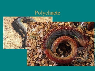 Polychaete
 