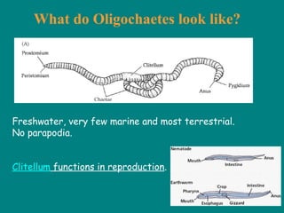 What do Oligochaetes look like?
Freshwater, very few marine and most terrestrial.
No parapodia.
Clitellum functions in reproduction.
 