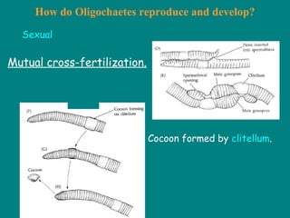 How do Oligochaetes reproduce and develop?
Sexual
Mutual cross-fertilization.
Cocoon formed by clitellum.
 